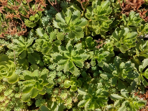 rozchodník hybridný (Phedimus hybridus)