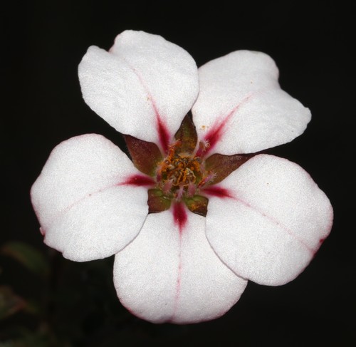 Adenandra acuta