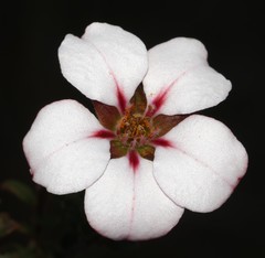 Adenandra acuta