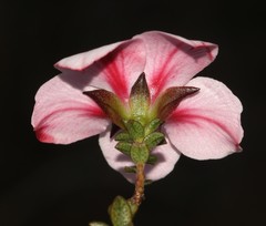 Adenandra acuta