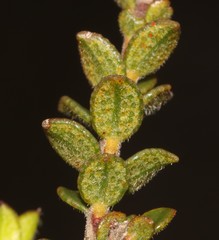 Adenandra acuta