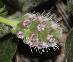 Echiostachys ecklonianus