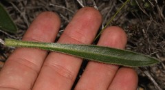 Echiostachys ecklonianus