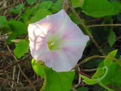 Calystegia sepium roseata x Silvatica disjuncta