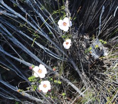 Adenandra acuta