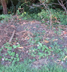 Calystegia sepium roseata x Silvatica disjuncta