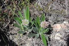 Echiostachys ecklonianus