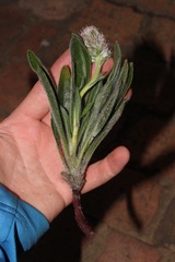 Echiostachys ecklonianus