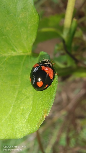 Six-spotted Zigzag Ladybird