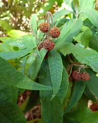Buddleja globosa