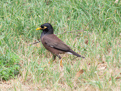 Acridotheres tristis