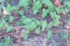 Calystegia sepium roseata x Silvatica disjuncta