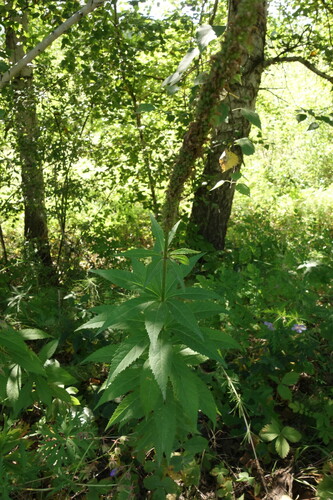 Image of Veronicastrum sibiricum by (c) Aleksei Baushev, some rights reserved (CC BY)