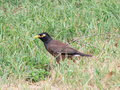 Acridotheres tristis