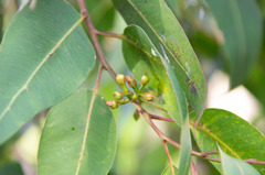 Eucalypteae