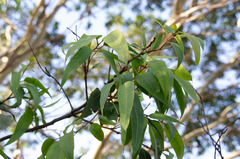 Eucalypteae