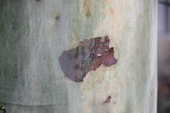 Eucalypteae