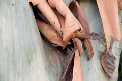 Eucalypteae