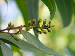 Eucalypteae