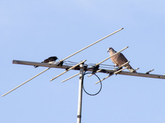 Streptopelia chinensis