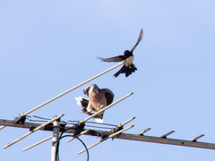 Streptopelia chinensis