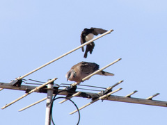 Streptopelia chinensis