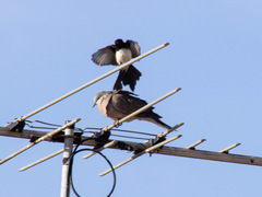 Streptopelia chinensis