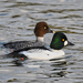 Common Goldeneye - Photo (c) Frank Sengpiel, some rights reserved (CC BY), uploaded by Frank Sengpiel