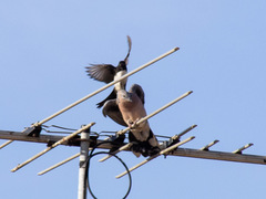 Rhipidura leucophrys