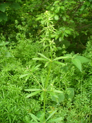 Galium aparine