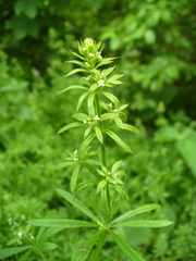 Galium aparine
