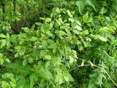 Rhamnus cathartica