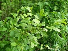 Rhamnus cathartica
