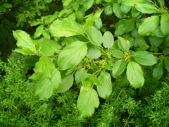 Rhamnus cathartica