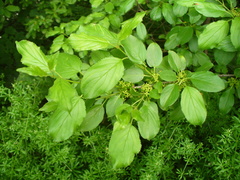 Rhamnus cathartica