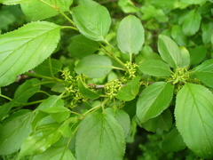 Rhamnus cathartica