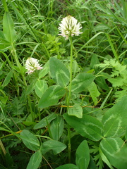 Trifolium ambiguum