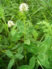 Trifolium ambiguum