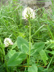 Trifolium ambiguum