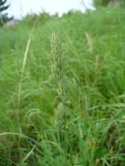 Dactylis glomerata