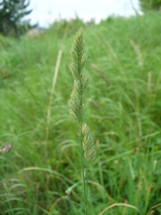 Dactylis glomerata