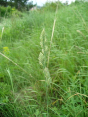 Dactylis glomerata