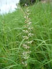 Poaceae