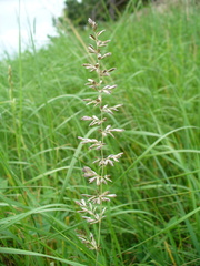 Poaceae