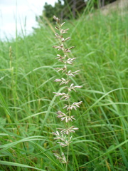 Poaceae