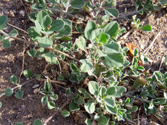 Angiospermae