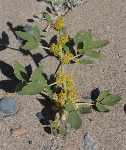 spiny caper (Oxystylis lutea)