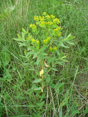 Euphorbia