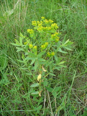 Euphorbia