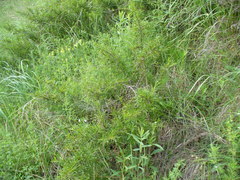 Rhamnus erythroxyloides